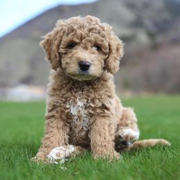 Goldendoodle Puppies from Atkinson Goldendoodles