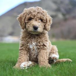 Goldendoodle Puppies from Atkinson Goldendoodles
