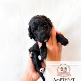 Amethyst - Black and white female Aussiedoodle puppy in Corydon, Indiana from Ridgeline Doodles
