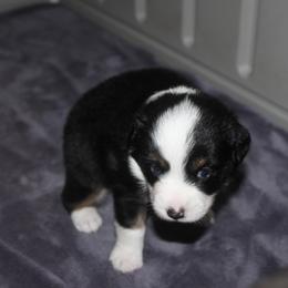Miniature American Shepherd and Miniature Australian Shepherd Puppies from Red Moon Mini Aussies