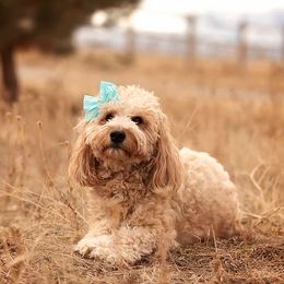 Bella - Goldendoodle