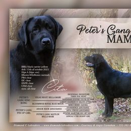 Cita - Labrador Retriever