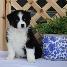 September - Black tri-color male Australian Shepherd puppy in Circleville, Utah from Canyon Creek Aussies