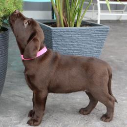 Penny - Chocolate female Labrador Retriever puppy in Camden, Indiana from Camden's Caring Canines