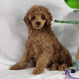 Coton de Tulear and Poodle Puppies from Legacy Pets