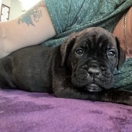 Cane Corso Puppies from Ragnarok kennels