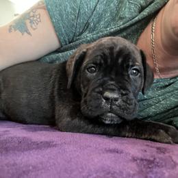Cane Corso Puppies from Ragnarok kennels