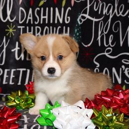RM2 - Red male Pembroke Welsh Corgi puppy in Texas from Wild West Corgis of Texas