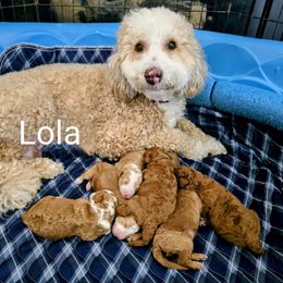Girl 1 - Parti female Goldendoodle puppy in Red Oak, Iowa from Fisher Pups-Stay Golden with a Doodle