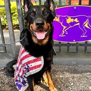 Beaucerons from Feu Eternel Beaucerons