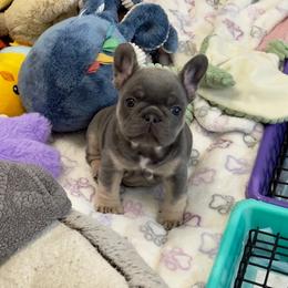 Ella - Blue female French Bulldog puppy in Zephyrhills, Florida from Love & Frenchies