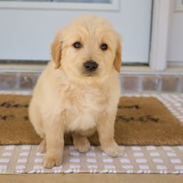 Goldendoodle, Golden Retriever, and Poodle Puppies from St. Barx Kennel Company