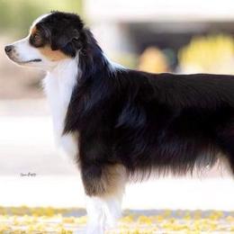 Miniature American Shepherd and Miniature Australian Shepherd All Grown Up from Karen Ross's Miniature American Shepherds
