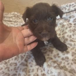 Ariella - Liver female Miniature Schnauzer puppy in Warrenville, South Carolina from All Paws Pet Resort