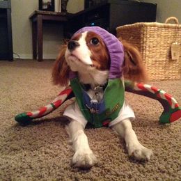 Cavalier King Charles Spaniel All Grown Up from Phoenix Cavaliers - Cavalier King Charles Spaniels