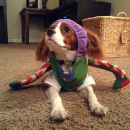 Cavalier King Charles Spaniel All Grown Up from Phoenix Cavaliers - Cavalier King Charles Spaniels