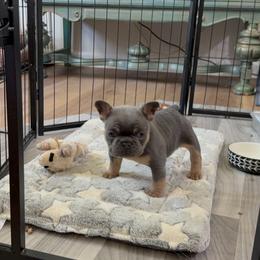 French Bulldog Puppies from River City Frenchies