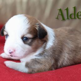 Alder - Red male Pembroke Welsh Corgi puppy in Karnack, Texas from Sureshot Corgis