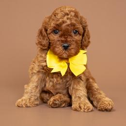 Levi - Red male Cavapoo puppy in Seymour, Missouri from Grace Acres Puppies