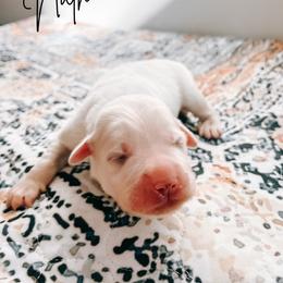 Nathan - White male Great Pyrenees puppy in New Palestine, Indiana from Hitchcock Homestead
