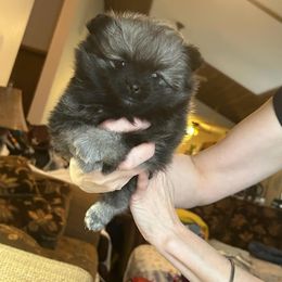 Velma - Pomeranian puppy from Maple Hills Poms