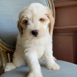 Reef - Parti male Goldendoodle puppy in San Antonio, Texas from The Doodle Spot