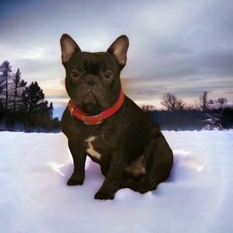 Shota - French Bulldog