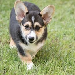 Pembroke Welsh Corgis from JMB Corgis