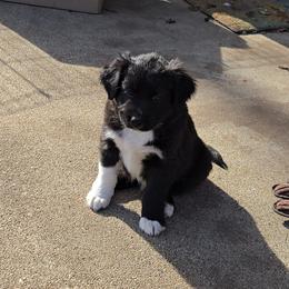 Australian Shepherd and Miniature Australian Shepherd Puppies from Cara Harker
