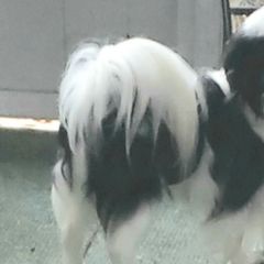 Mister - Japanese Chin