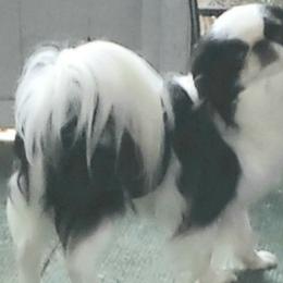 Mister - Japanese Chin
