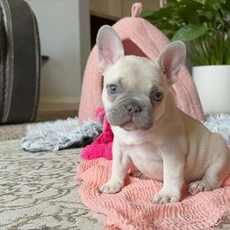 French Bulldog Puppies from Honey Bee Frenchies