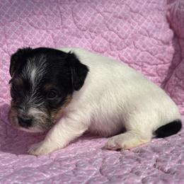 Girl 4 - Tri-color female Jack Russell Terrier puppy in Robstown, Texas from Smokin Pistol Jack Russell Terriers