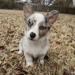 American Corgis and Pembroke Welsh Corgis from Boba Tea Corgis