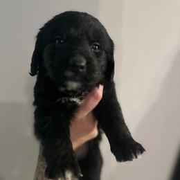 Puppy 4 brindle - female Golden Mountain Dog puppy in Montrose, Michigan from Spraggins Sweet Acres