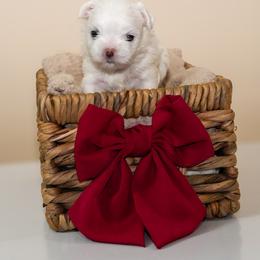Maltese Puppies from Royal Korean Maltese