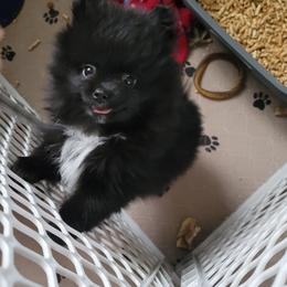 Pomeranian Puppies from Argetsinger Poms