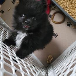 Pomeranian Puppies from Argetsinger Poms