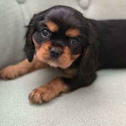 Yellow collar - Black and tan female Cavalier King Charles Spaniel puppy in Texas from Meyer's Cavalier