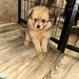 Girl 2 - Chocolate merle Pomeranian puppy in Cherokee Village, Arkansas from Pomeranian