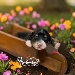 Black 1 -2150 - Black and cream female Dachshund puppy in Nashville, Arkansas from Whisenhunt Farms