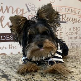 Cairo - Yorkshire Terrier