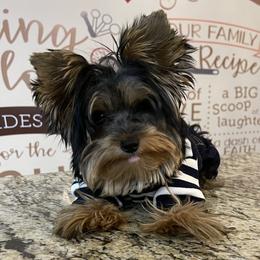 Cairo - Yorkshire Terrier