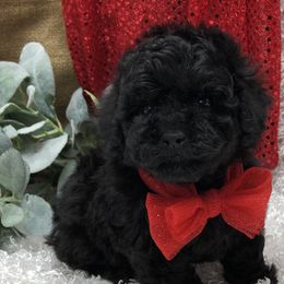 Poodle Puppies from Puppies-4U