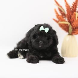 Liberty (Mint Collar Girl) - Black female Cavapoo puppy in Republic, Missouri from Red Skye Puppies