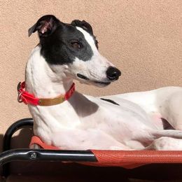 Greyhounds from Eclectic Greyhounds
