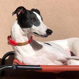 Greyhounds from Eclectic Greyhounds