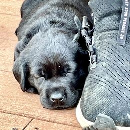 Labrador Retriever Puppies from Joy Luck Labs, LLC