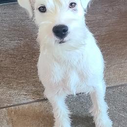 Bella - Parson Russell Terrier