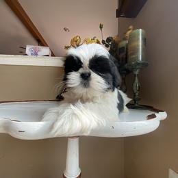 Girl 2 - Black and white female Shih Tzu puppy in Troy, Michigan from "Shihtzu Best Friend"